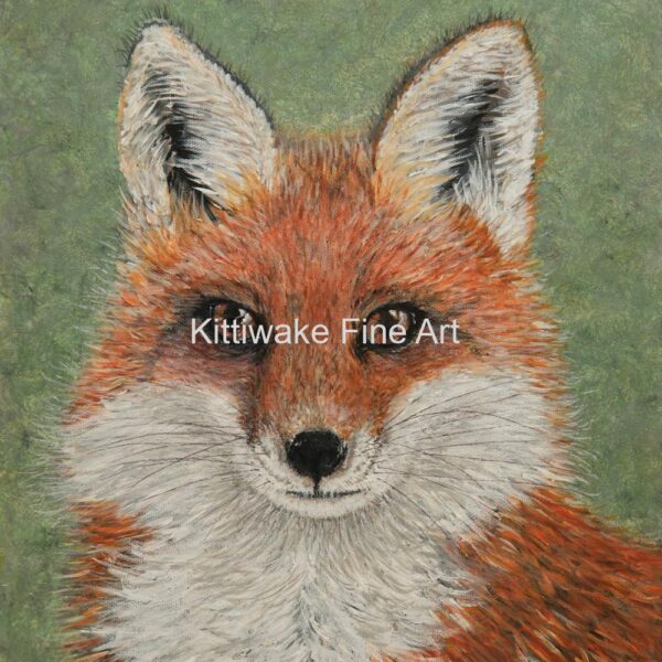 Kittiwake fine art - Fox Portrait - Print