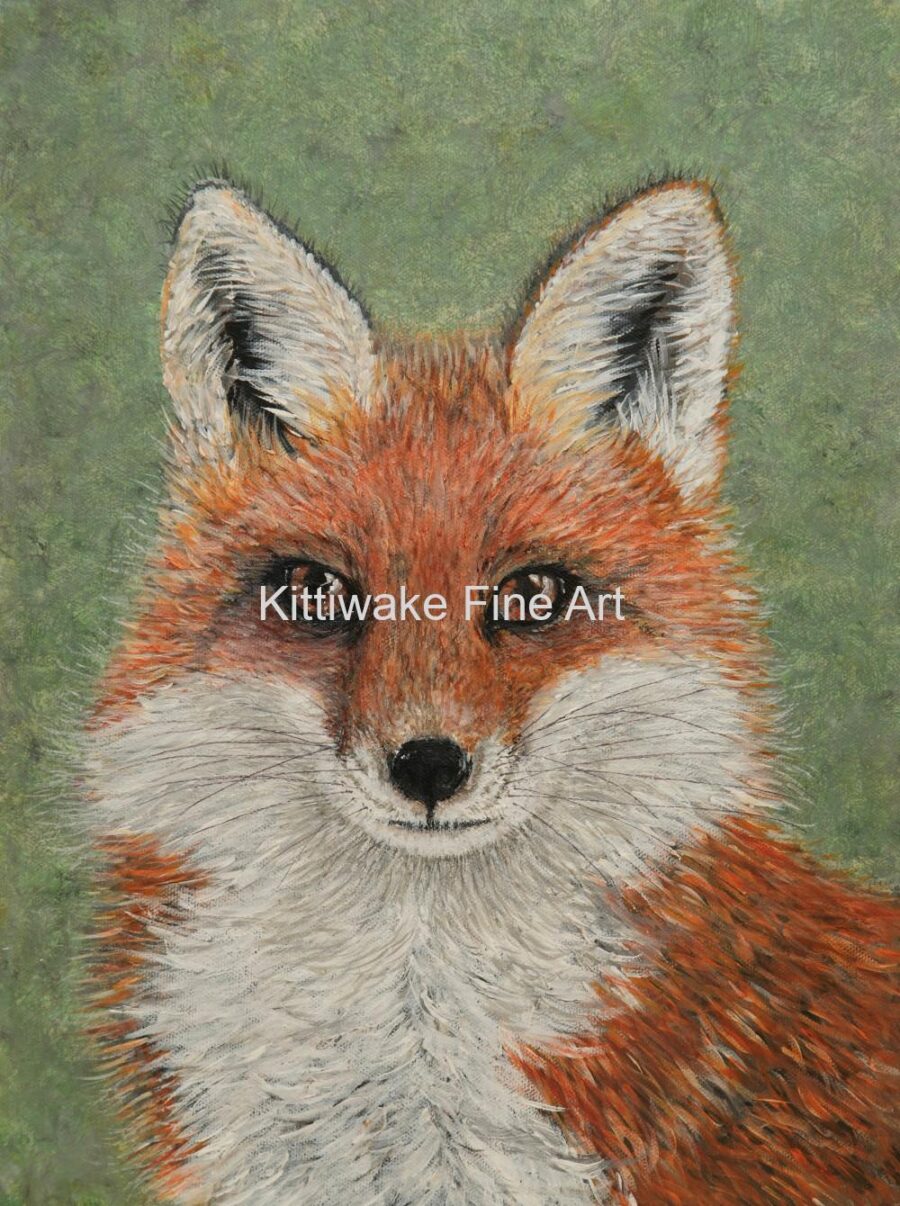 Kittiwake fine art - Fox Portrait - Print