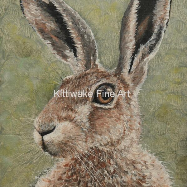 Kittiwake fine art - Hare Portrait - Print