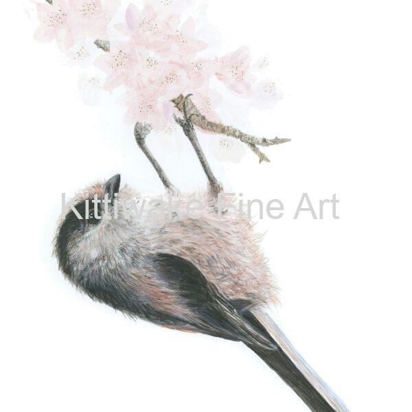 Kittiwake fine art - Long-tailed tit on Blossom - Print 1